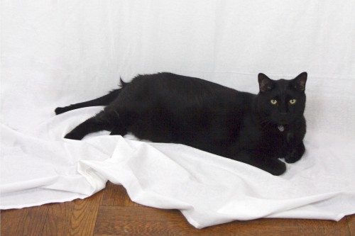 Angela's cat Clarence, who surveyed the scene.